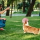 thumbnail image 5 of Sombrero Para Perro Sol Moda Casual Protección UV Transpirable Oreja, 5 of 8