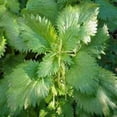 thumbnail image 4 of Stinging Nettle Seeds - Urtica Dioica Herb Seed - 10000 Seeds, 4 of 4