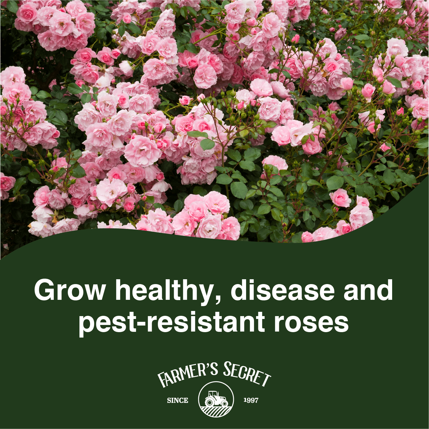 Farmer's Secret Rose Booster Fertilizer (32oz) - Super Concentrated - Formulated for all Types of Roses throughout the Life Cycle - Encourages Healthy Growth and Vibrant Blooms