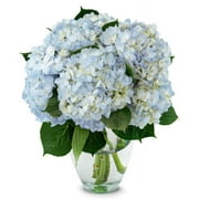 From You Flowers - Blue Hydrangea Bouquet (Fresh Flowers) Birthday, Anniversary, Sympathy, All Occasion