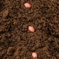 thumbnail image 2 of TomorrowSeeds - Jumbo Bailey Virginia Peanut Seeds - 30+ Count Packet - For 2025 Planting No Shelled Treated Top Producer Groundnut Garden Grow Your Own, 2 of 10
