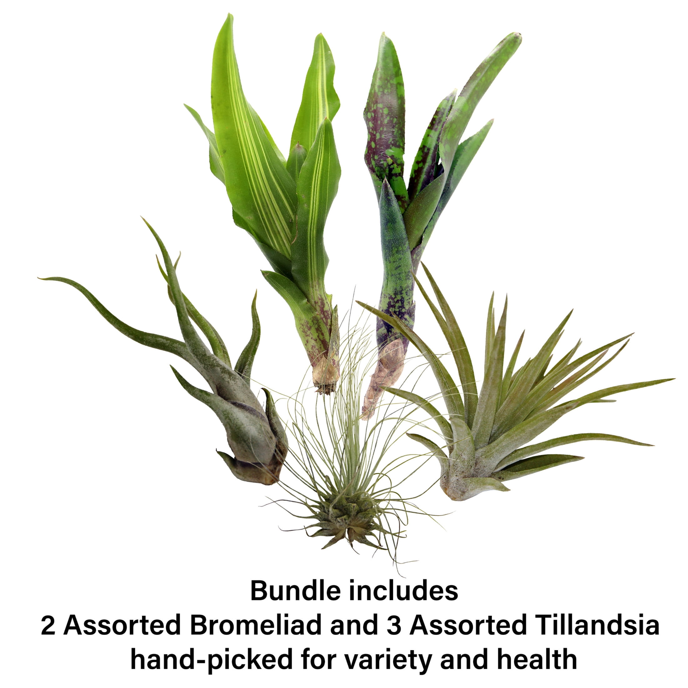 ReptiCulture Air Plant Bundle