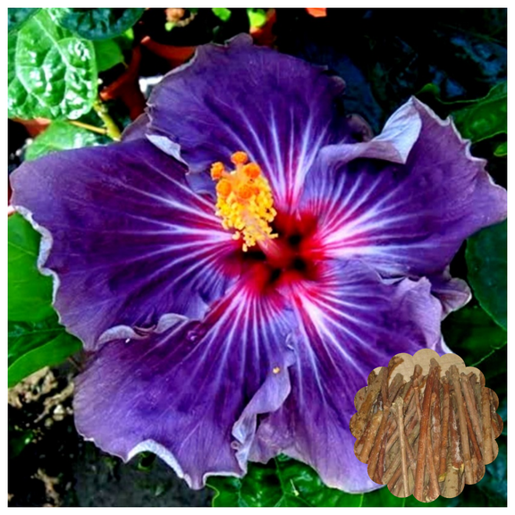 7 Hibiscus Cuttings for Planting Purple Hibiscus Flower Plant Perennial Flowering Shrub Outdoor Indoor Garden