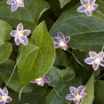 thumbnail image 1 of Hongchun 20 Flower Warm White Micro LED Fairy Lights, 1 of 4