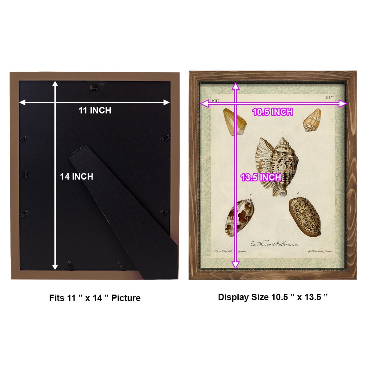 Bookplate Shells II - Framed Print w/glass - Walnut