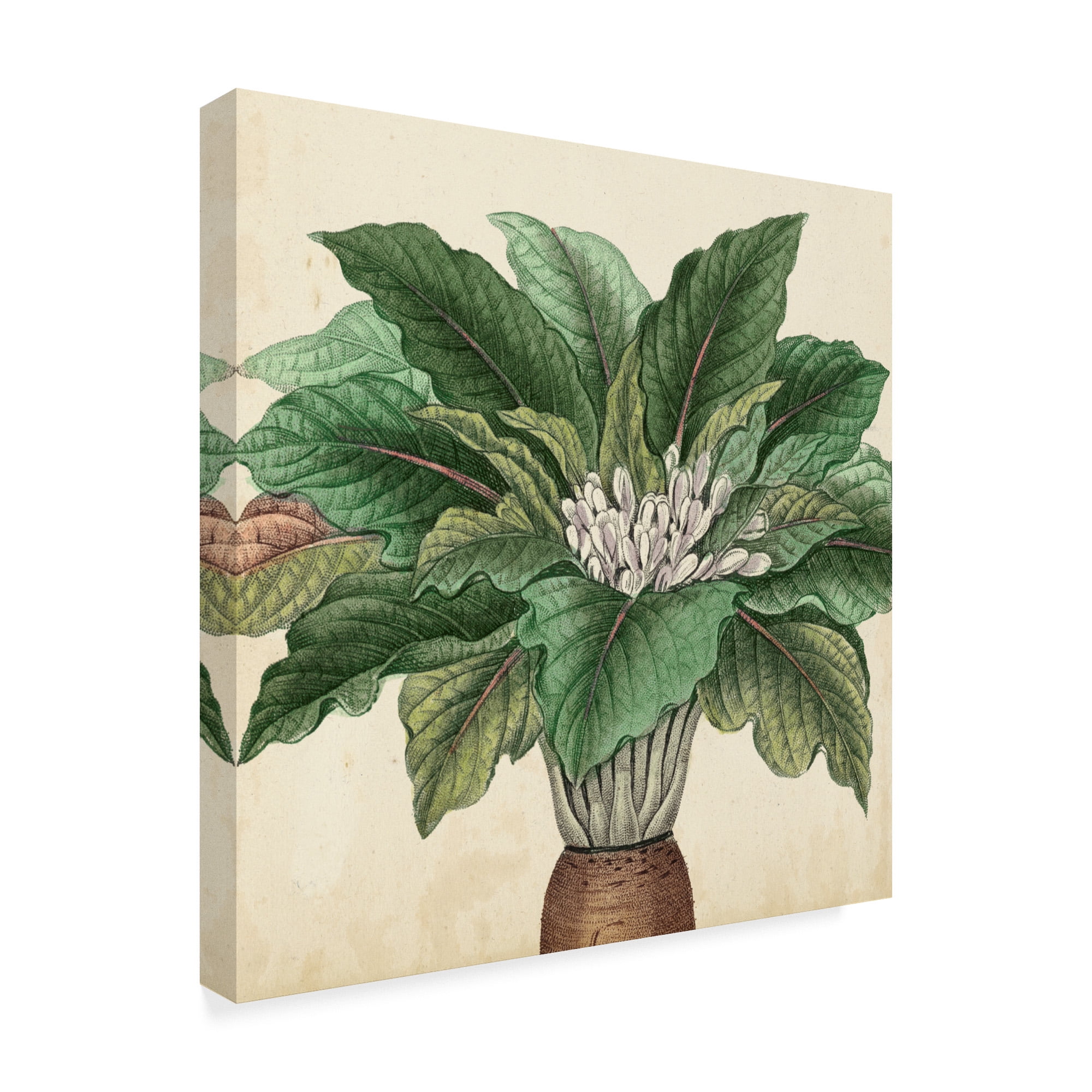 Trademark Fine Art 'Garden Bounty V' Canvas Art by Vision Studio