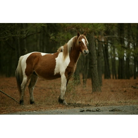 - Canvas Print Chincoteague Island Ponies Grazing Wild Ponies Stretched Canvas 10 x 14