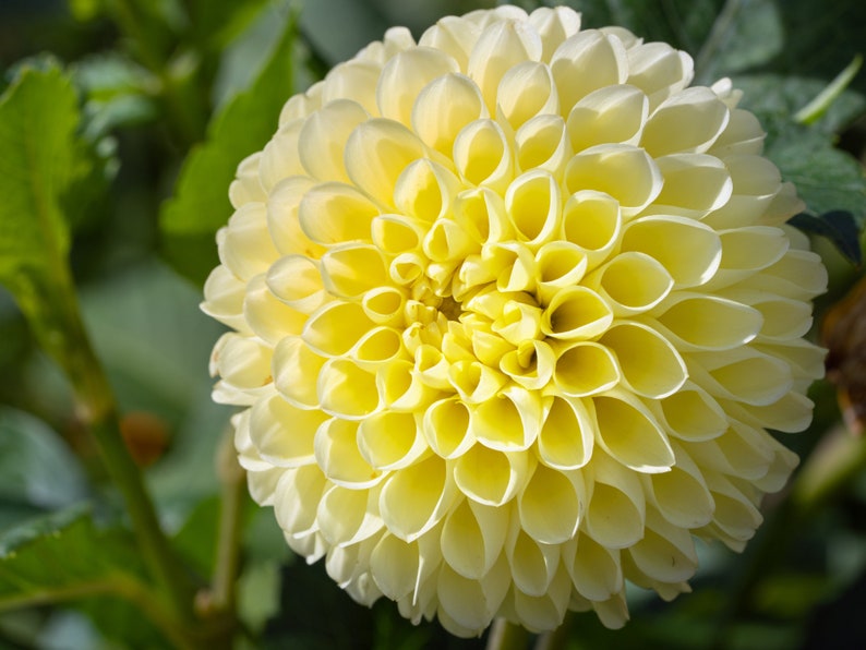 40 Seeds Yellow A-Peeling Dahlia Seeds Pollinator Friendly Heirloom Flower Seeds Mix Seeds D001