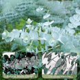 thumbnail image 5 of 16pcs-preserved-dried-eucalyptus-branches Compatible With Vase Filler, 5 of 5