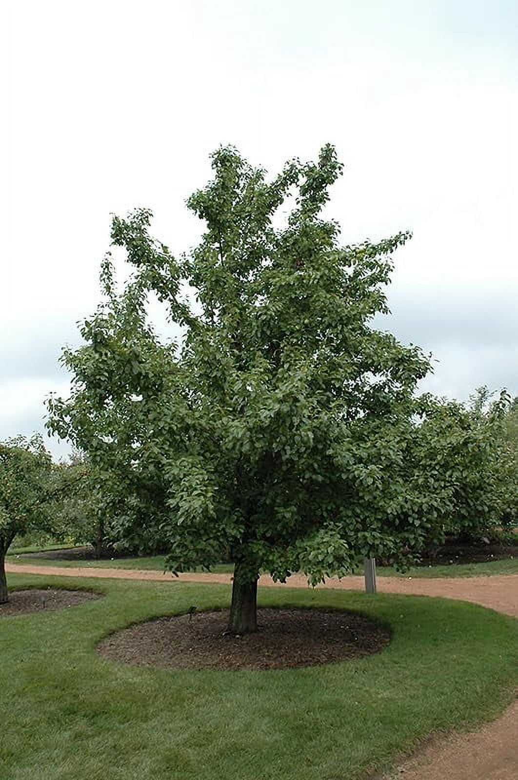 Asian Pear Tree | Premium Seeds | Pyrus pyrifolia 'Spring' | Plants'® (Premium Seeds, 100)