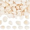thumbnail image 1 of 300 piezas de conchas marinas pequeñas, adornos de conchas marinas naturales de verano, playa, mar, océano, animales, sin agujero, adorno de cuentas sin perforar, 1 of 6