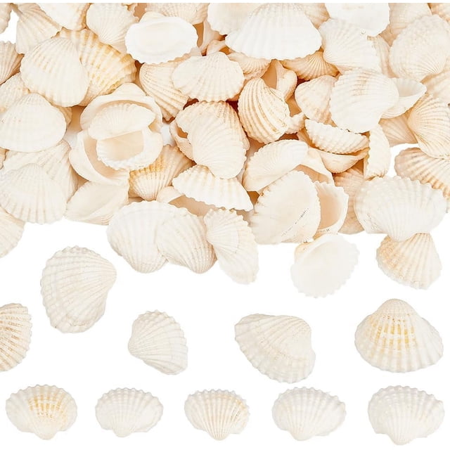 300 piezas de conchas marinas pequeñas, adornos de conchas marinas naturales de verano, playa, mar, océano, animales, sin agujero, adorno de cuentas sin perforar