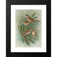 thumbnail image 2 of Johann Friedrich Naumann 14x18 Black Modern Framed Museum Art Print Titled - Rustic Pall, Emberizes Pusilla Pall, 2 of 5