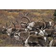 thumbnail image 2 of Group Of Bull Caribou Begin To Herd Up For The Fall Migration In Denali National Park  Alaska. Poster Print, 2 of 2