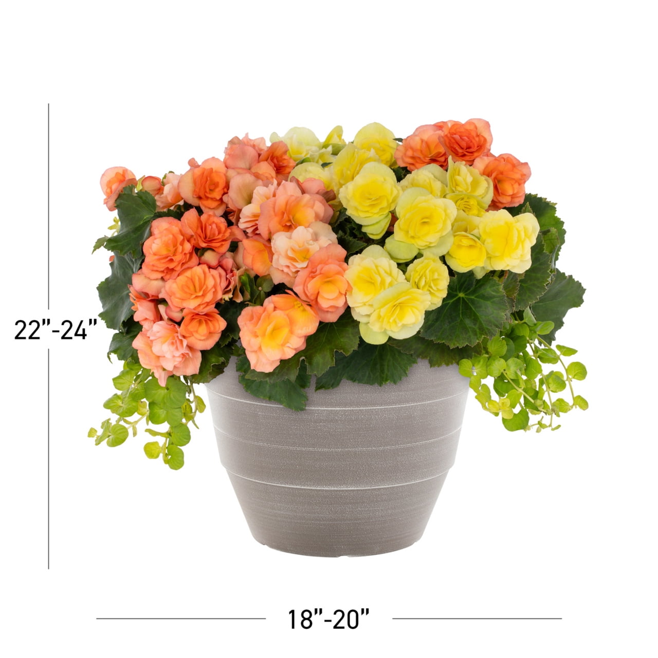 Better Homes & Gardens 2.5gal Multicolor Begonia Lysimachia Live