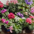 thumbnail image 4 of 2 Assorted African Violet Live Plants, African Violet Houseplant in 4" Pots, Blooming Indoor Plant for Home or Office with Vibrant Flowers, Random Colors, 4 of 6