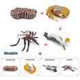 thumbnail image 1 of Animal Plant Insect Growth Simulation Cards Montessori Learning Toys For Kids Ages 3-6 Biological Science Teaching Aids, 1 of 9