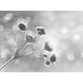 thumbnail image 2 of Deiter, Lori 32x25 Gold Ornate Wood Framed with Double Matting Museum Art Print Titled - Wild Flowers I, 2 of 4