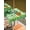 Green, variant on St. Patrick's Day Outdoor Tablecloth - 60x60 Inch Square Dining Table Cover, Lucky Shamrock Gnomes Flowers Leaves Green Waterproof Outdoor Table Cloth with Umbrella Hole & Zipper for Picnic/Patio