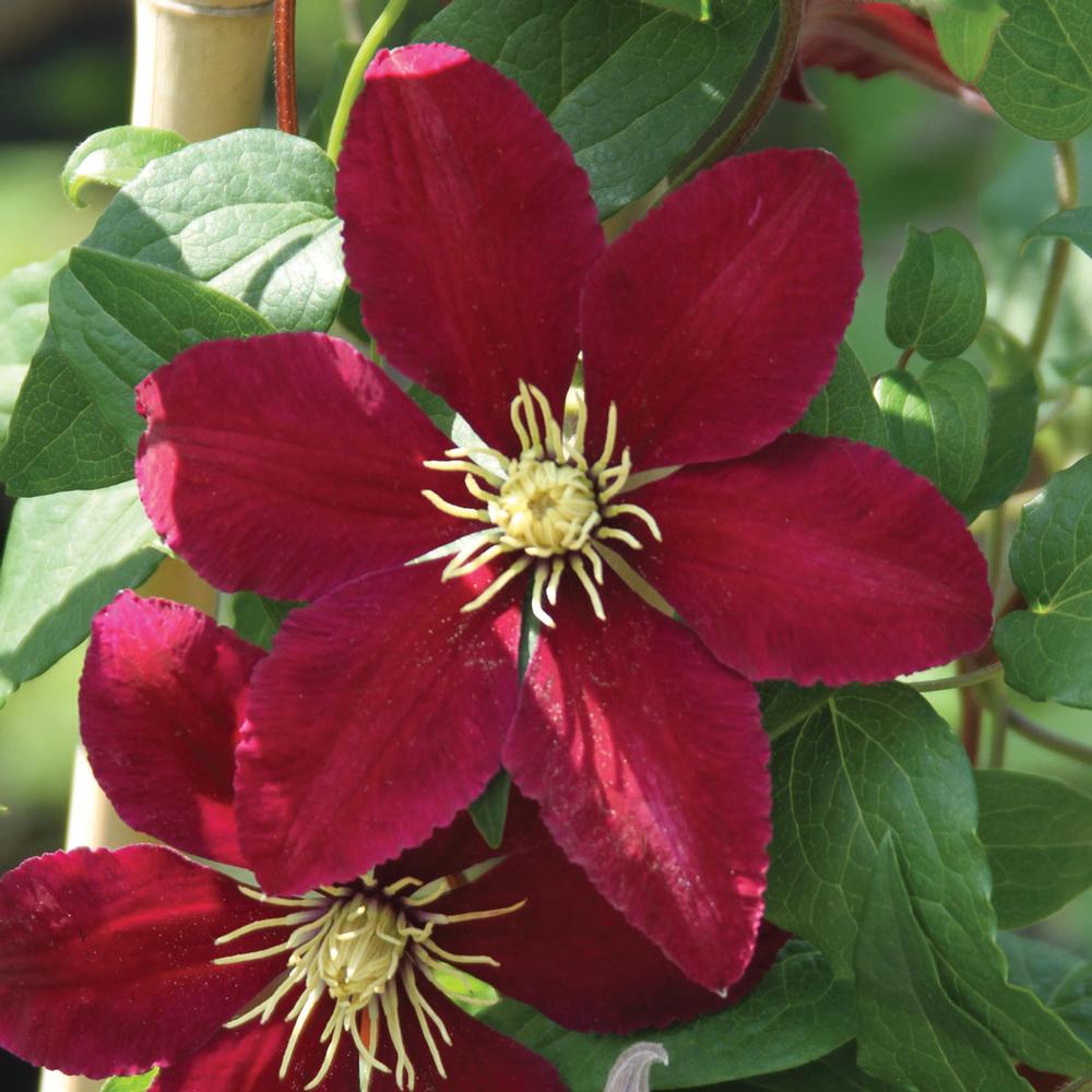 Home Garden Clematis Mrs N Thompson Clematis Plant In 3 5 Pot Plants Seedlings