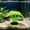 Green, variant on Luminous Aquarium Anemone Ornament Fish Tank Decoration, Soft Silicone Coral Plant Aquascape Decor with Glowing Effect, Realistic Underwater Scenery for Freshwater Saltwater Fish Tank
