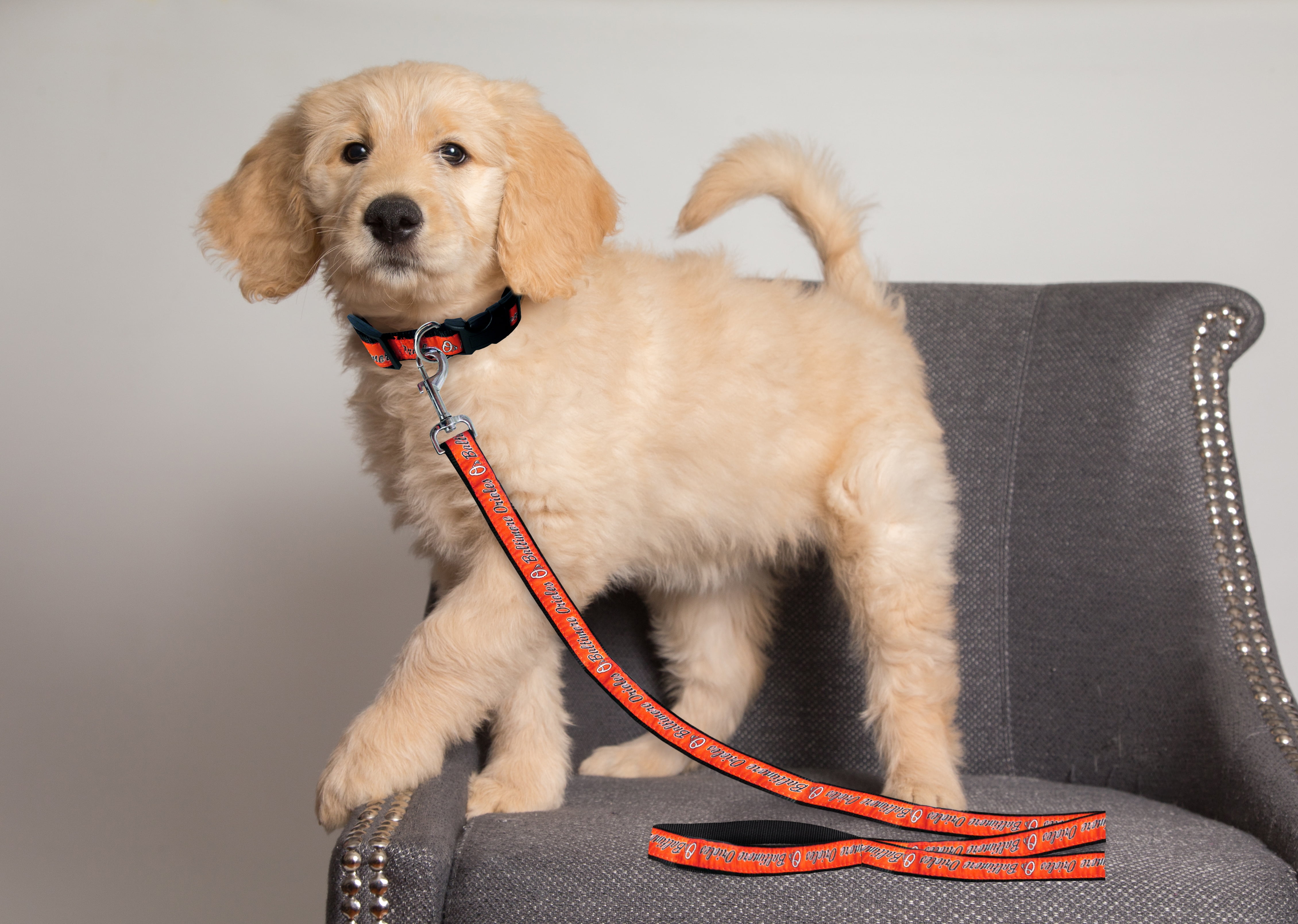 Pets First MLB Baltimore Orioles Cats and Dogs Durable Pet Leash, Large