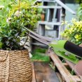thumbnail image 5 of Professional Straight Point Gardening Scissors for Picking Fruit, Tree and Flowers, 16.5cm, Green, 5 of 5