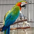thumbnail image 2 of 5Pcs Bird Wood Perch Parrot Perch Bird Standing Rod Parrot Paw Grinding Stick Parrot Stand Perch Toy, 2 of 7