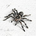 thumbnail image 4 of Ksopiavobs Realistic Animal Figures - Spider Action Model Lifelike Insect Toy Figures - Educational Learning Toys Birthday Set for Boys Girls Kids Toddlers (Giant Whiteknee), 4 of 7