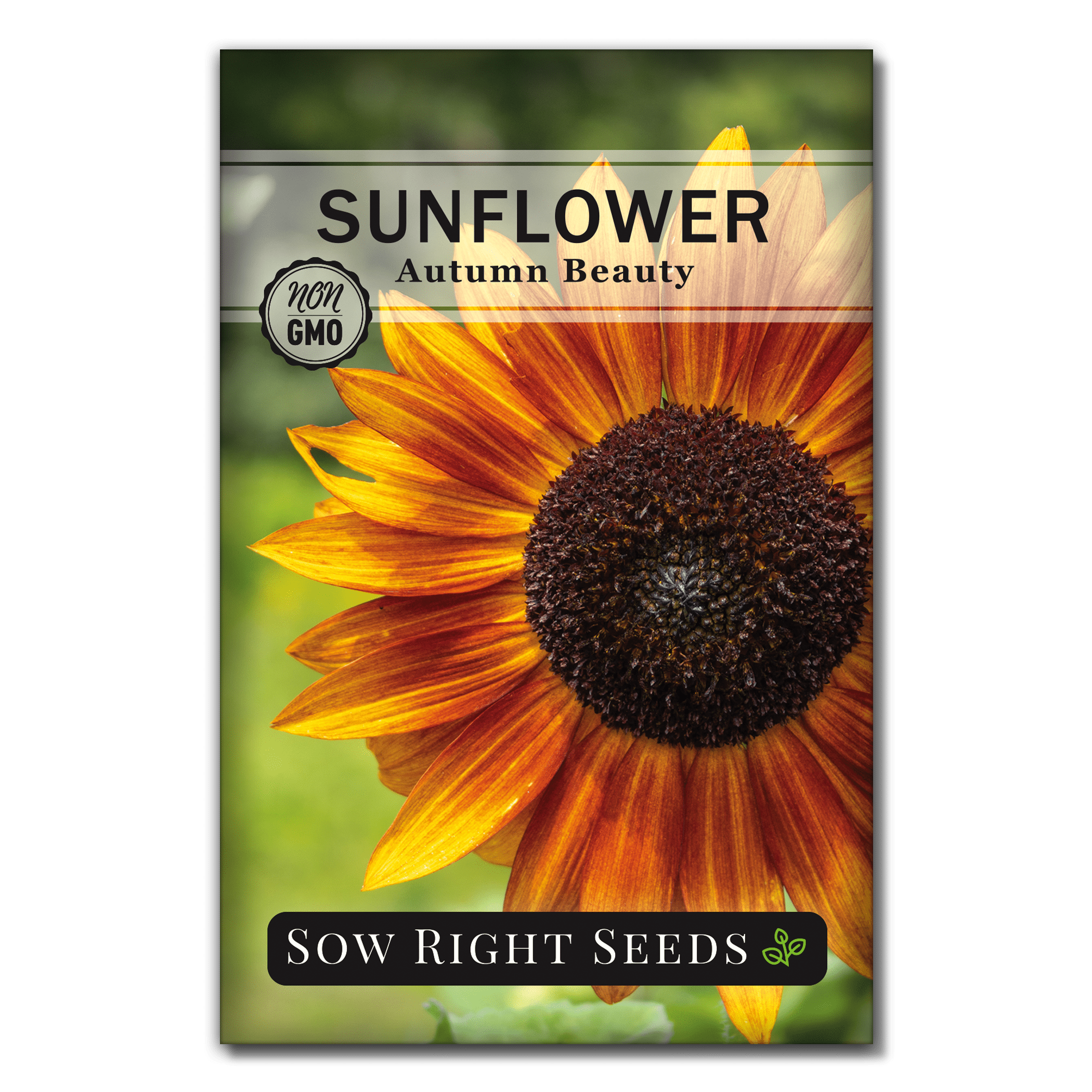 600 Autumn beauty Sunflower Seeds harvested in USA 