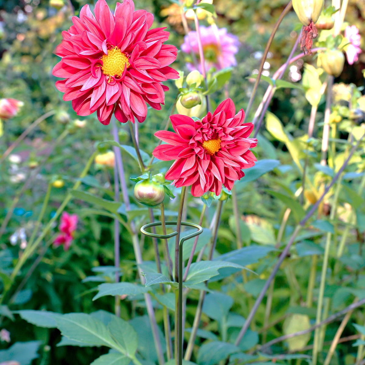 Panacea 48 in. Plant Support