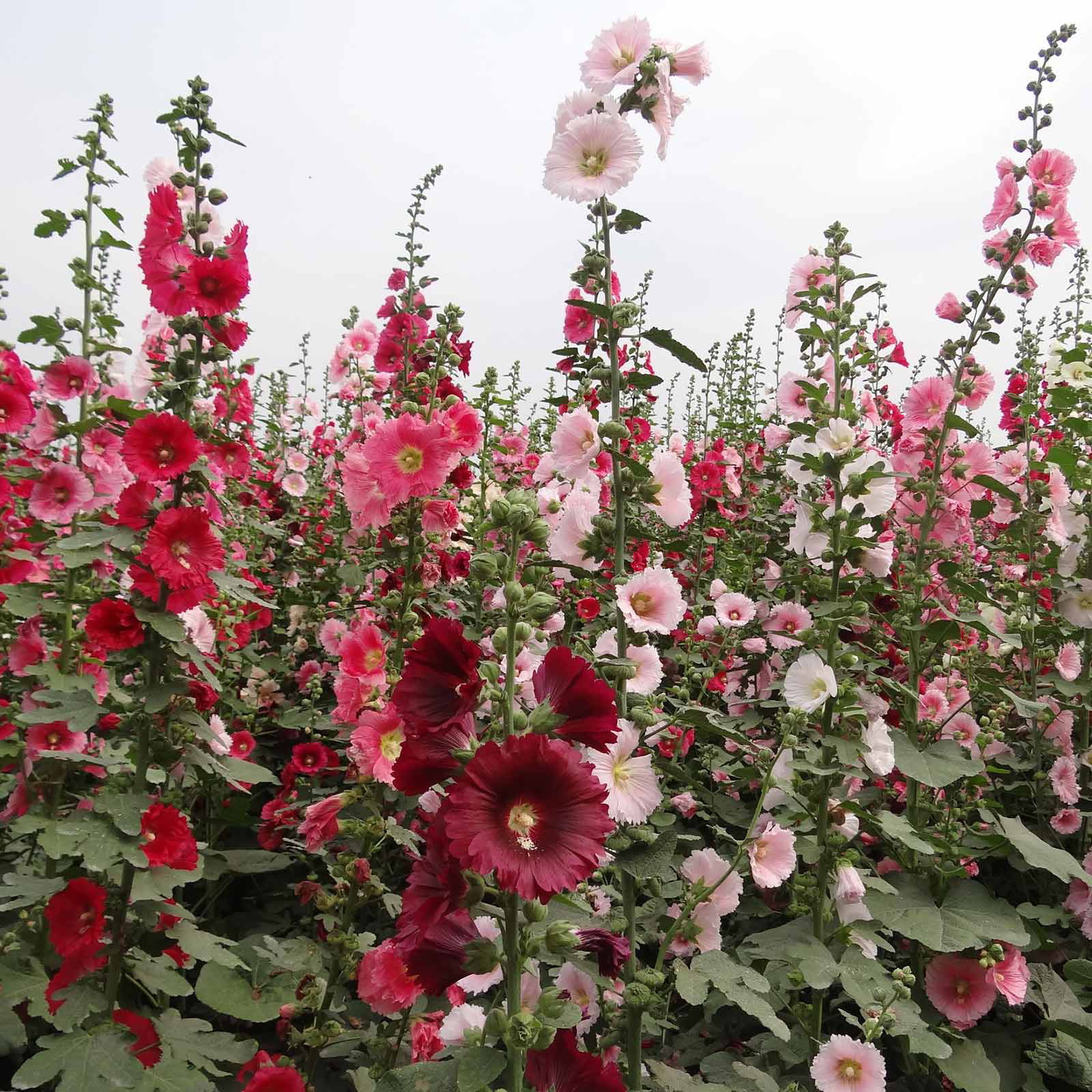 20 Seeds Hollyhock Country Romance Red Large Bright Aroma Flowers House Garden! 