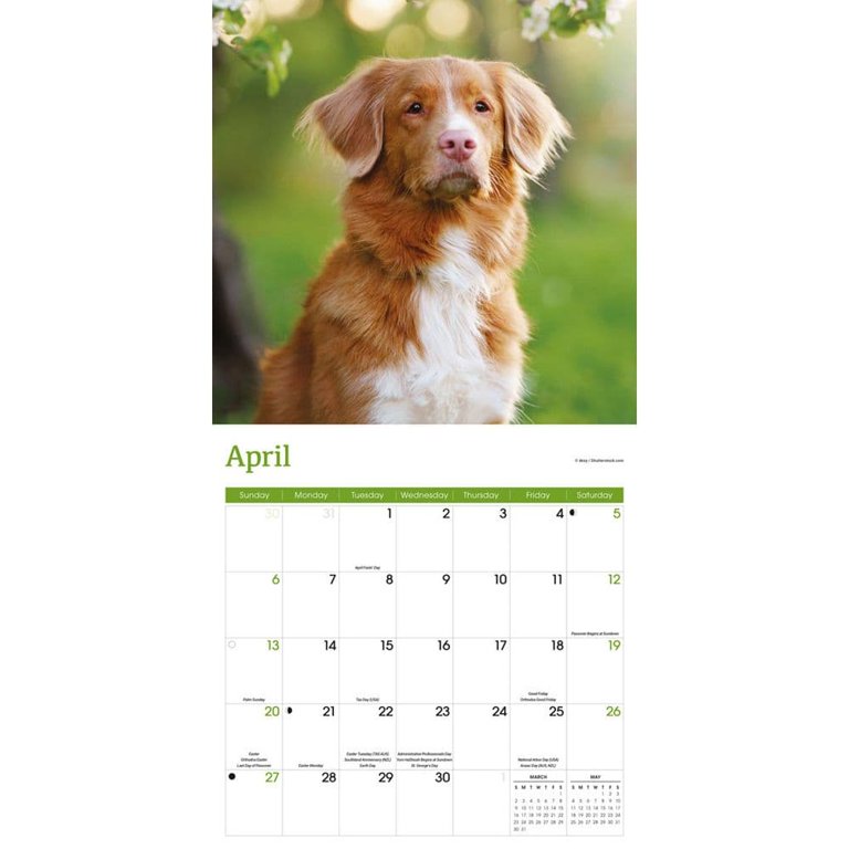Nova Scotia Duck Tolling Retriever Calendar 2025