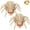 Spider, variant on Joyfy 2 Pcs Duck Skeleton Halloween Decoration,4.5 Inch Posable Plastic Animals Halloween Skeleton for Indoor Outdoor Halloween Decorations,Haunted House Party Props