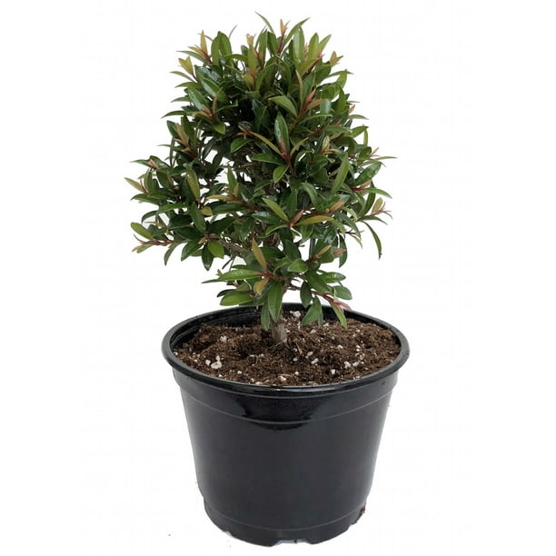 Australian Brush Cherry Plant Eugenia 6" Pot House Plant/Edible