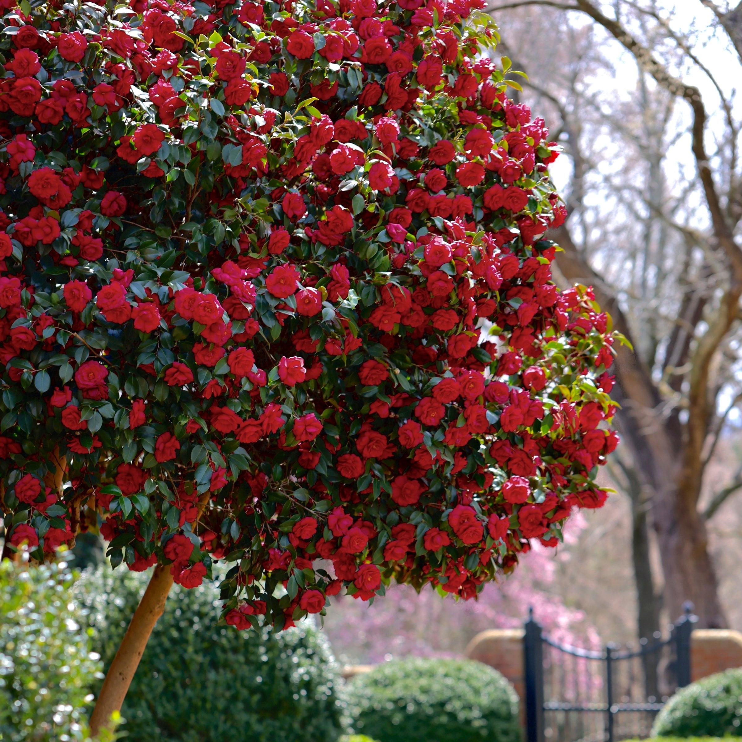 National Plant Network 3 gal. Camellia Black Magic Live Shrub