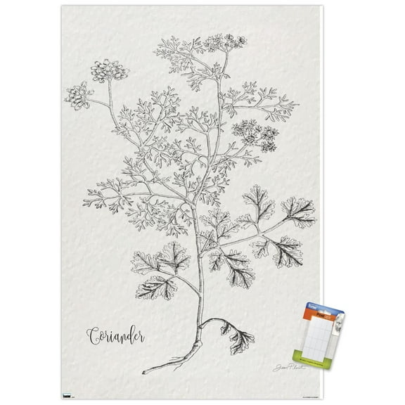 Jean Plout - Botanical Studies on Paper Coriander Wall Poster, 22.375" x 34"