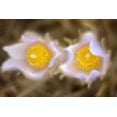 thumbnail image 2 of Jaynes Gallery 18x13 White Modern Wood Framed Museum Art Print Titled - Canada-Manitoba-Winnipeg Close-up of prairie crocus flowers, 2 of 4