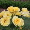thumbnail image 6 of Proven Winners ColorChoice 6" Reminiscent Yellow Garden Rose Live Plant in 7.5" Pot, 6 of 6
