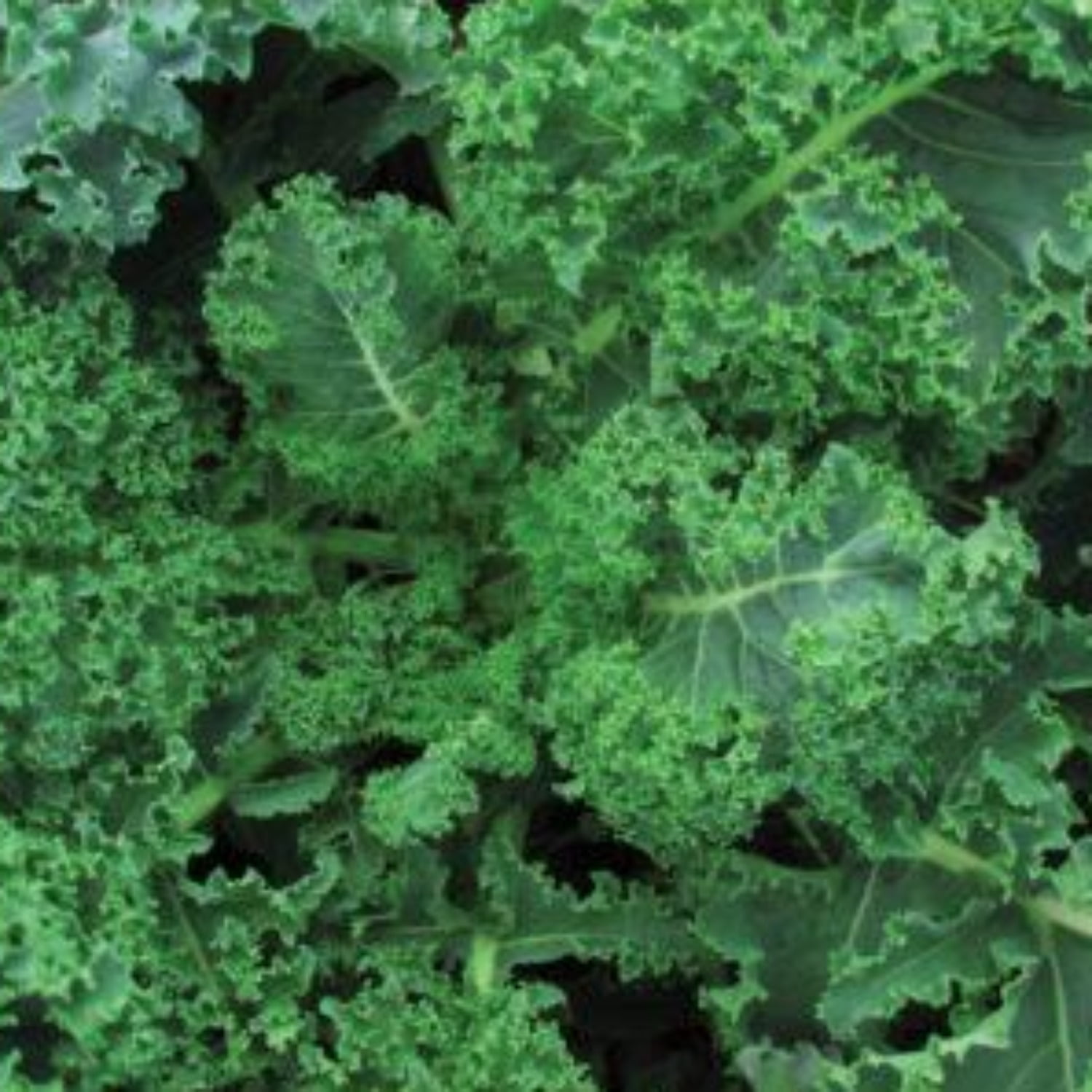 Heirloom Kale Kale Seeds Dwarf Blue Curled Vates Seeds Garden Seeds Non GMO Seeds Vegetable Seeds Kale