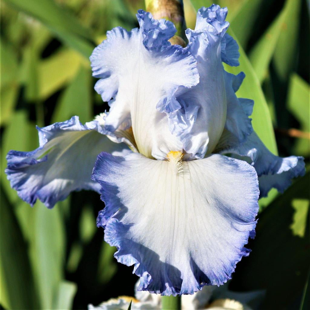 Bearded Iris Califlora Blatant Reblooming 1 Iris Rhizome Walmart Com Walmart Com