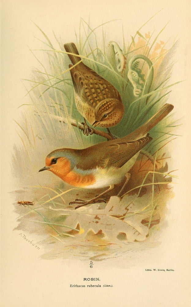 Birds Of The Britis