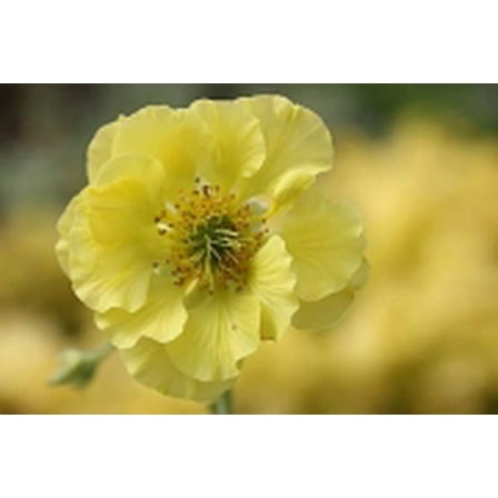 Banana Daiquiri Geum Perennial Plant - 2.5" Pot