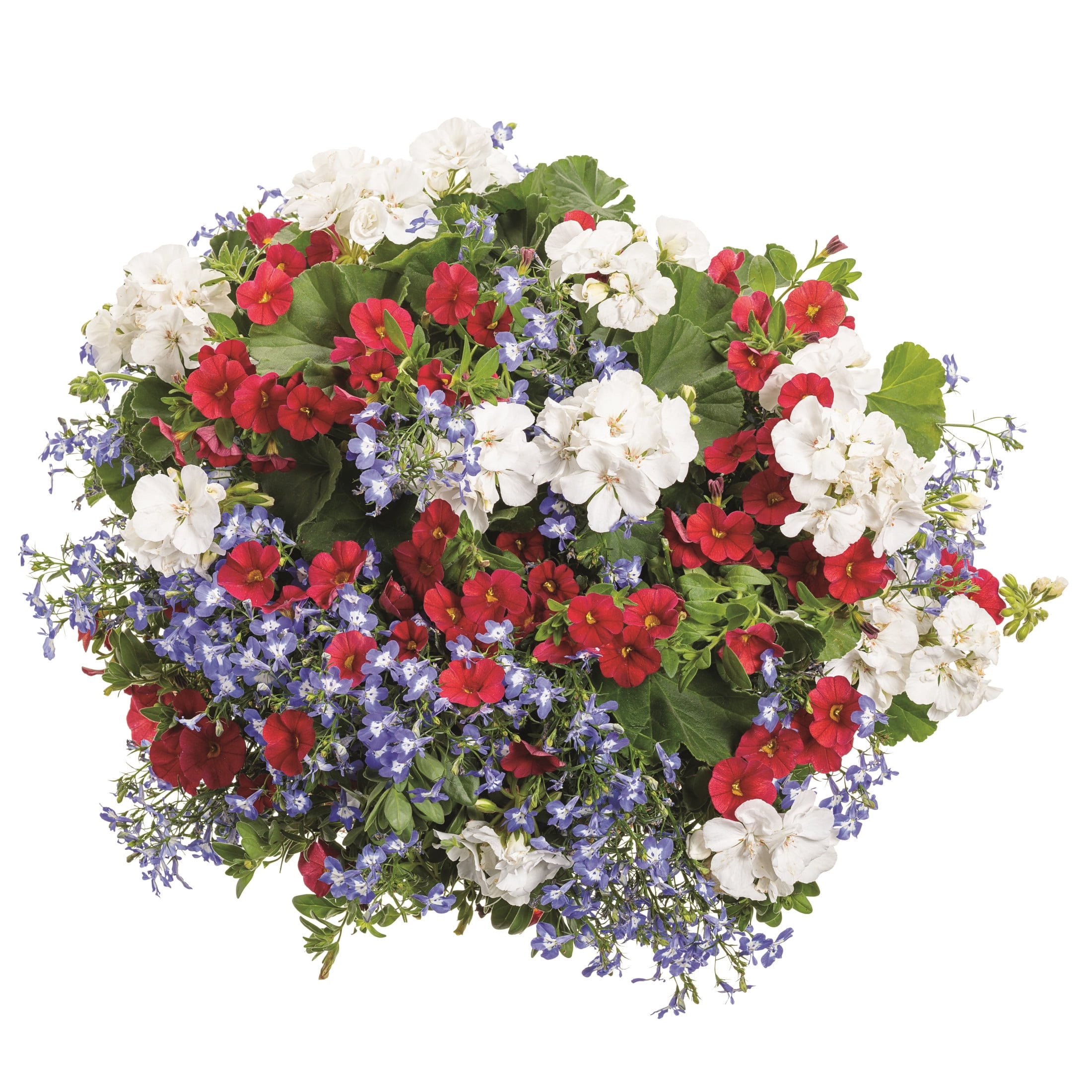 Proven Winners 4" SunPatiens Compact Classic White Impatiens Live Plant in 4.25" Pot (4 Count)