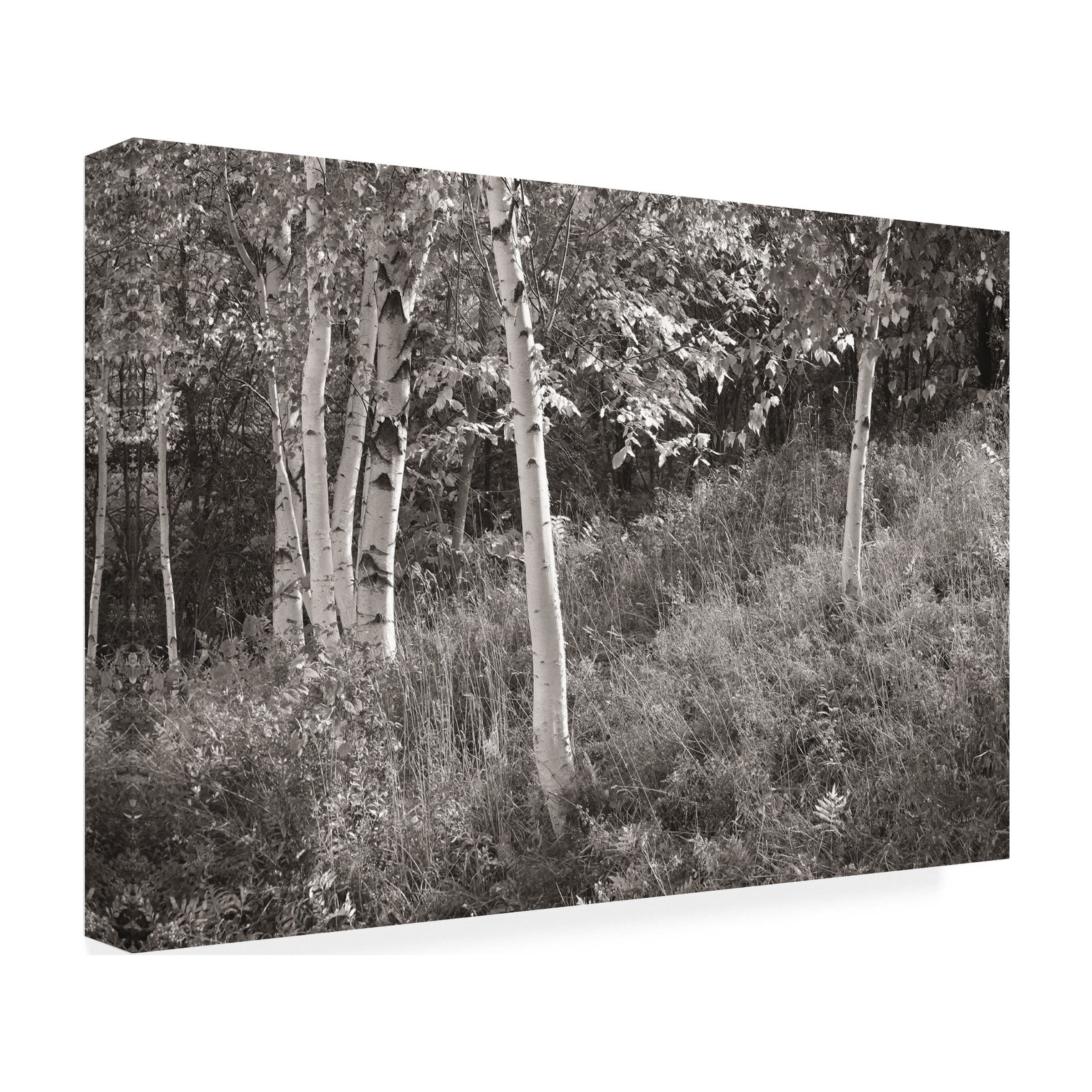 Trademark Fine Art 'Sunlit Birches I' Canvas Art by Sue Schlabach