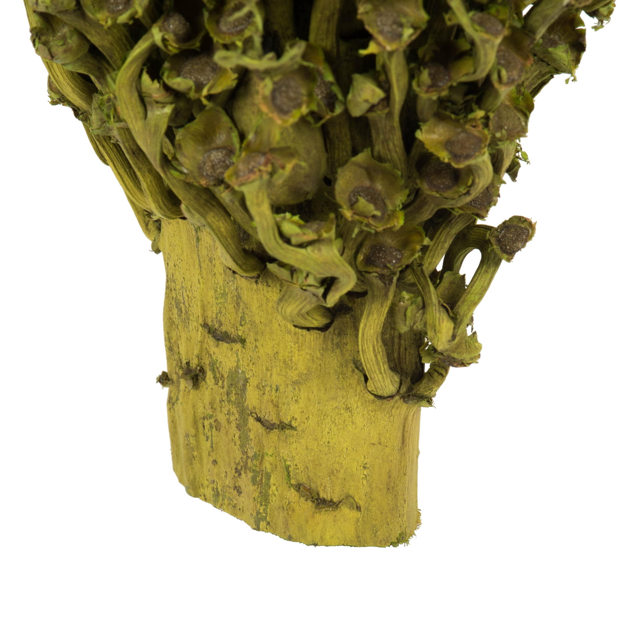 Vickerman 18 x 5" Basil Olympia Seed Pod - Small/Petite, 1 piece, Dried
