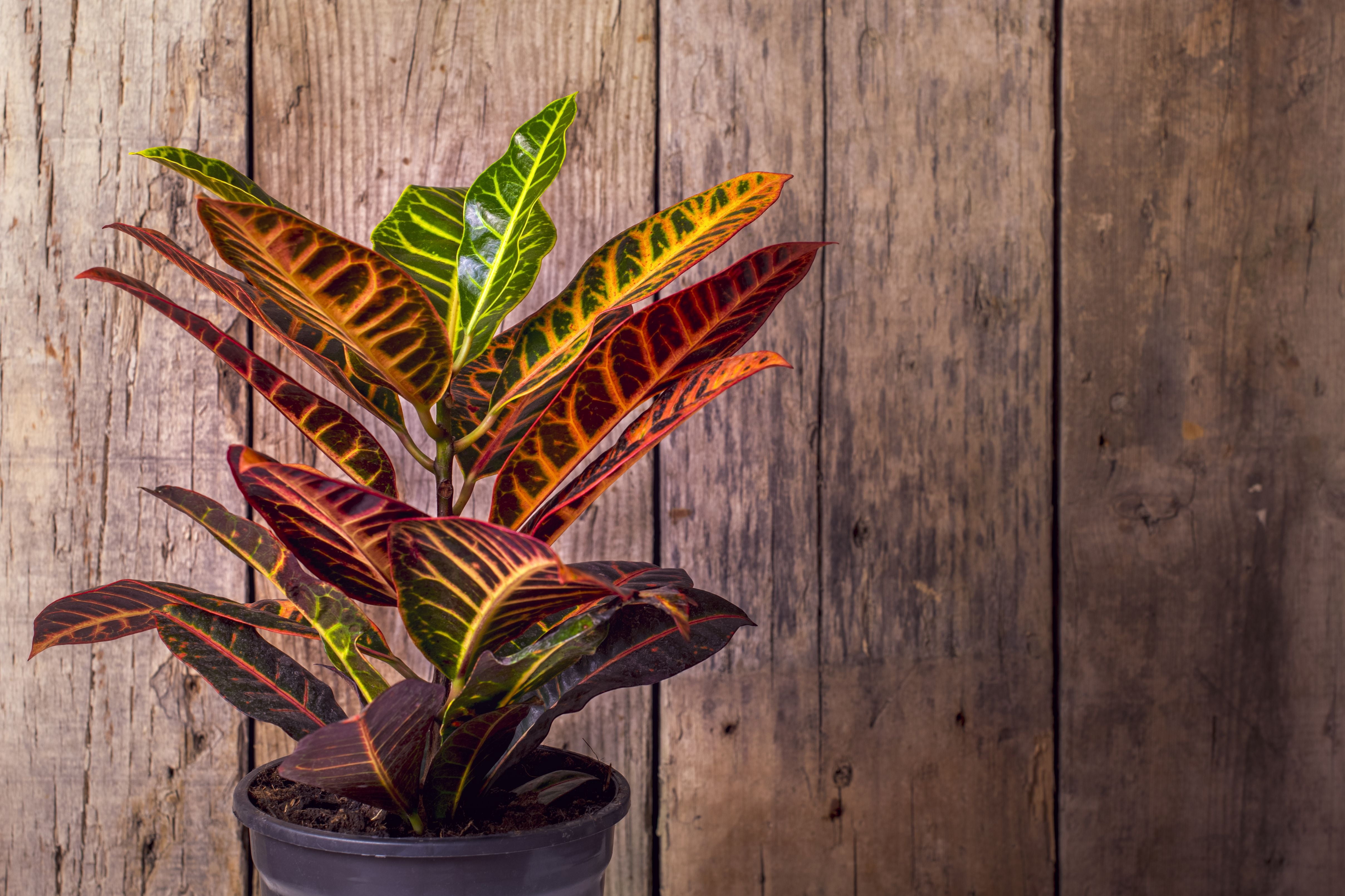 6 in Croton Petra Live Ornamental with Bright Indirect Sunlight - 2 Piece