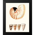 thumbnail image 2 of Vision Studio 12x14 Black Modern Framed Museum Art Print Titled - Shell Collection I, 2 of 5