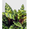 Rattlesnake Calathea Live Plant in a 4 inch Pot Calathea Lancifolia Beautiful Air