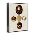 thumbnail image 2 of Stupell Industries Traditional Antique Round Patterned Sea Shells Black Framed Giclee Art, 11 x 14, by G.W. Knorr, 2 of 7